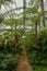 Ferns and palms in the interior of the impressive Winter Garden, part of the Royal Greenhouses at Laeken, Brussels, Belgium.