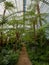 Ferns and palms in the interior of the impressive Winter Garden, part of the Royal Greenhouses at Laeken, Brussels, Belgium.