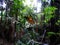 Ferns and palms at mangrove rainforest, Borneo, Malaysia