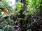 Ferns and palms at mangrove rainforest, Borneo, Malaysia