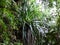 Ferns and palms at mangrove rainforest, Borneo, Malaysia