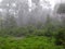 Ferns and palms at mangrove rainforest, Borneo, Malaysia