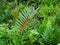 Ferns and palms at mangrove rainforest, Borneo, Malaysia