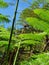 Ferns palms trees malaysia