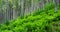 Ferns in a pine forest - mountain landscape - tall trees in the forest