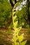 Ferns plant with curly leaf tips