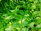 Ferns plants and leaves fresh green foliage natural floral fern.