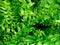 Ferns plants and leaves fresh green foliage natural floral fern background.