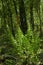Ferns (Pteridophyta)