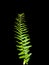 The ferns (Pteridophyta) are green on a black background