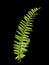 The ferns (Pteridophyta) are green on a black background