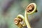 Ferns (Pteridophyte)