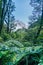 Ferns and rainforest with snow capped mountain