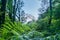 Ferns and rainforest with snow capped mountain