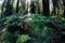 Ferns and Redwood Trees in Northern California