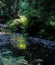 Ferns Reflected in River at Muir Woods