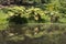 Ferns reflecting in lake