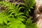 Ferns and snag with rain drops closeup