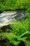 Ferns by Stream in the Forest