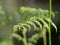 Ferns ,summer wildflowers, tysfjorden, norwgian fjords, norway