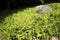 Ferns surrounding a boulder at John Hay National Wildlife Refuge