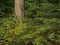 Ferns and tree trunk in an ardennes forest