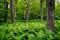 Ferns and trees in a forest in Shenandoah National Park, Virginia.