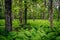 Ferns and trees in a forest in Shenandoah National Park, Virginia.