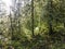 Ferns, Trees, and Sunlight in Oregon Forest