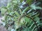 Ferns in tropical rain forest