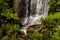 Ferns & Waterfall