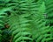 Ferns in the Wild: Exploring the Beauty of Nature
