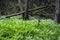 Ferns in the woods with trees around broken by gusty wind