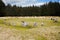 Fernworthy stone circle,  Dartmoor forests.  Devon uk