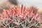 Ferocactus cacti