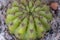Ferocactus echidne or cactus plant. It is genus name of Cactus and speceice name of Ferocactus echidne. Closeup view of Cactus