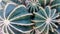 Ferocactus Glaucescens Background