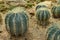 Ferocactus glaucescens (DC.) B.&R., cactus grows in sand