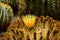 Ferocactus glaucescens flower