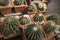 Ferocactus glaucescens, the glaucous barrel cactus
