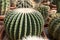 Ferocactus glaucescens, the glaucous barrel cactus,
