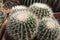Ferocactus glaucescens, the glaucous barrel cactus, is a species of flowering plant in the family Cactaceae in the botanical