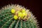 Ferocactus glaucescens glaucous barrel cactus with yellow flowers in close-up at a tropical botanical garden.