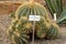 Ferocactus Glaucescens or glaucous barrel cactus in Zurich in Switzerland