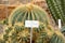 Ferocactus Glaucescens or glaucous barrel cactus in Zurich in Switzerland