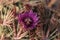 Ferocactus latispinus blooms pink flowers