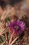 Ferocactus latispinus blooms pink flowers