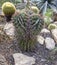 Ferocactus latispinus cactus