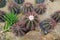 Ferocactus pilosus, also known as Mexican lime cactus Viznaga De Lima or Mexican fire barrel, is a species of cactus in North Am
