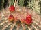 Ferocactus pilosus, Mexican lime cactus, Viznaga De Lima or Mexican fire barrel - Botanical Garden Zurich or Botanischer Garten